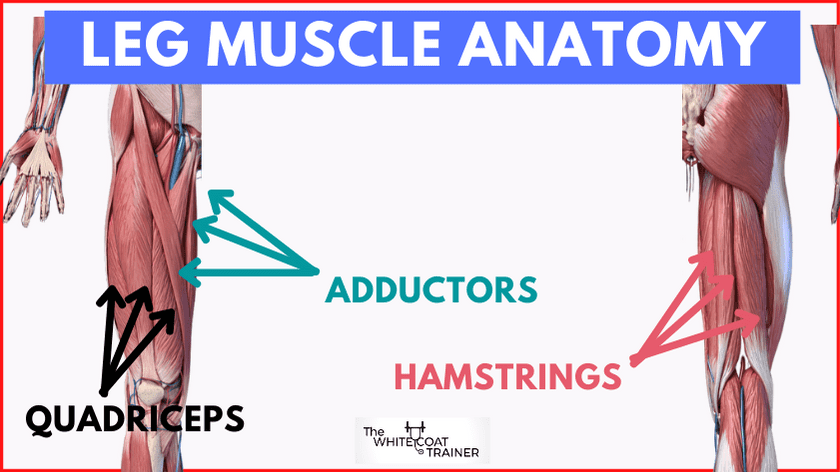picture showing the quadriceps, adductors, and hamstrings muscles