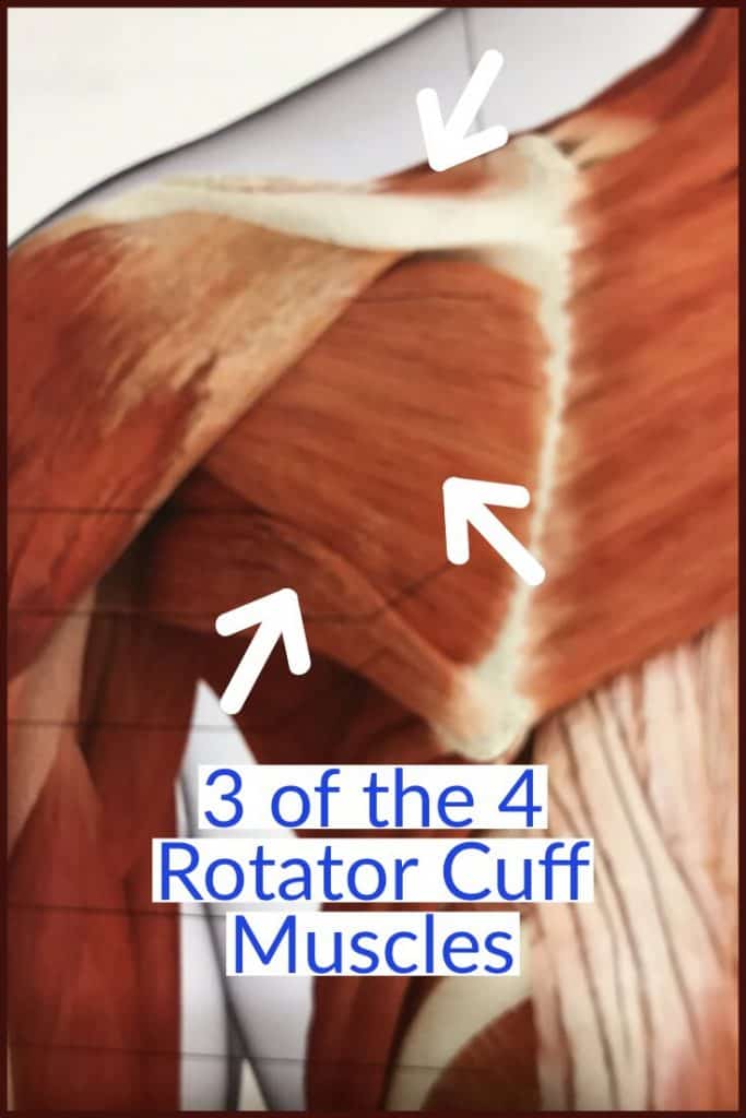 picture of rotator cuff muscles