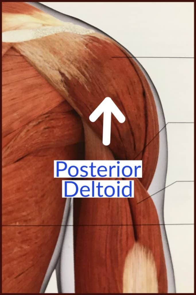 picture of posterior deltoid muscle