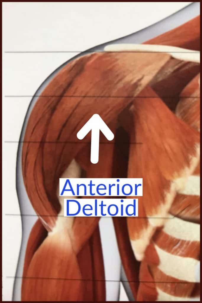 picture of anterior deltoid muscle