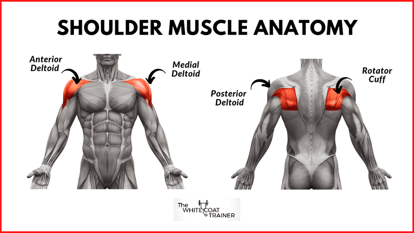 picture of anterior, medial, posterior deltoid muscles