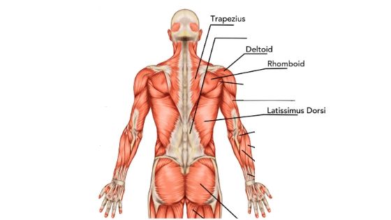 picture of back muscle anatomy