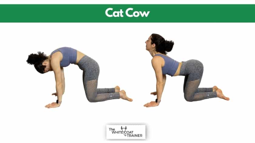 cat-cow-thoracic-spine-mobility- brittany on all fours flexing and rounding her spine