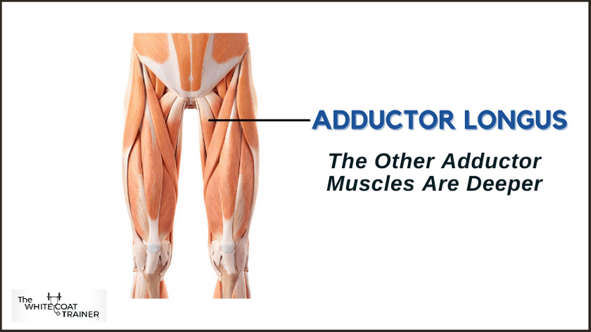 picture of adductor muscles